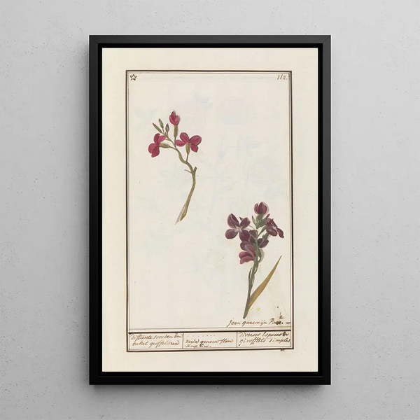 Jan Anton Garemyn - Muurbloem Erysimum cheiri.webp