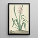 La jacinthe rose Rex Rubrorum - Jan Augustini — quadro incorniciato alla parete