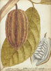 Cacao - Jan Brandes — vista dell’opera