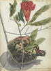 Grenade et fleur - Jan Brandes — vista dell’opera