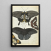 Papillons indiens - Jan Brandes — quadro incorniciato alla parete