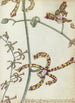 Fleur d'Inde orientale cambang matjang - Jan Brandes — vista dell’opera