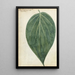 Feuille de bétel - Jan Brandes — quadro incorniciato alla parete