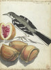 Bergeronnette avec fruits - Jan Brandes — vista dell’opera