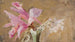 Orchidea - Jan Cybis — vista dell’opera