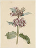 Especies di Asclepias a fiori - Jan Jacob Goteling Vinnis — vista dell’opera