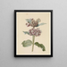 Especies di Asclepias a fiori - Jan Jacob Goteling Vinnis — quadro incorniciato alla parete