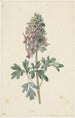Corydale bulbeuse en fleur - Jan Jacob Goteling Vinnis — vista dell’opera
