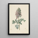 Corydale bulbeuse en fleur - Jan Jacob Goteling Vinnis — quadro incorniciato alla parete