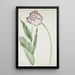 Tulipano Grand Roy de France - Jan Laurensz van der Vinne — quadro incorniciato alla parete