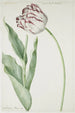 Tulipano Grand Roy de France - Jan Laurensz van der Vinne — vista dell’opera