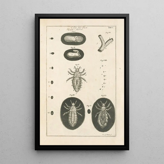 Jan Swammerdam - The book of nature or The history of insects Pl01.webp