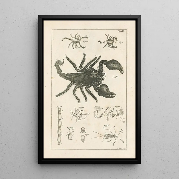 Jan Swammerdam - The book of nature or The history of insects Pl03.webp