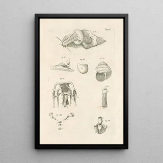 Jan Swammerdam - The book of nature or The history of insects Pl04.webp