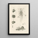 Il libro della natura o L'histoire des insectes Pl06 - Jan Swammerdam — quadro incorniciato alla parete