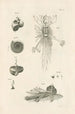 Il libro della natura o L'histoire des insectes Pl06 - Jan Swammerdam — vista dell’opera
