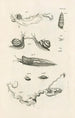 Le livre de la nature ou L'histoire des insectes Pl08 - Jan Swammerdam — vista dell’opera