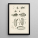 Il libro della natura o L'histoire des insectes Pl10 - Jan Swammerdam — quadro incorniciato alla parete