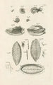 Il libro della natura o L'histoire des insectes Pl10 - Jan Swammerdam — vista dell’opera
