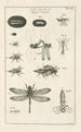 Le livre de la nature ou L'histoire des insectes Pl12 - Jan Swammerdam — vista dell’opera