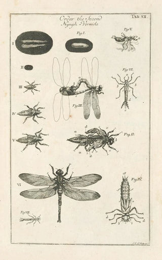 Jan Swammerdam - The book of nature or The history of insects Pl12.webp