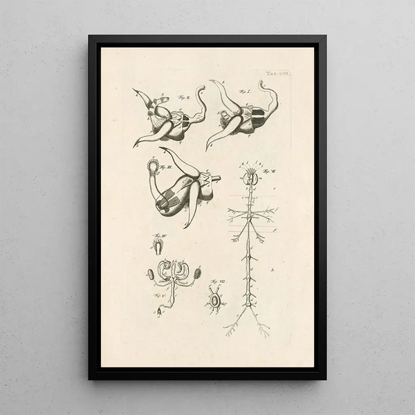 Jan Swammerdam - The book of nature or The history of insects Pl22.webp