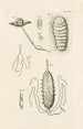 Le livre de la nature ou L'histoire des insectes Pl24 - Jan Swammerdam — vista dell’opera