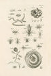 Il libro della natura o L'histoire des insectes Pl26 - Jan Swammerdam — vista dell’opera