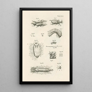 Jan Swammerdam - The book of nature or The history of insects Pl27.webp