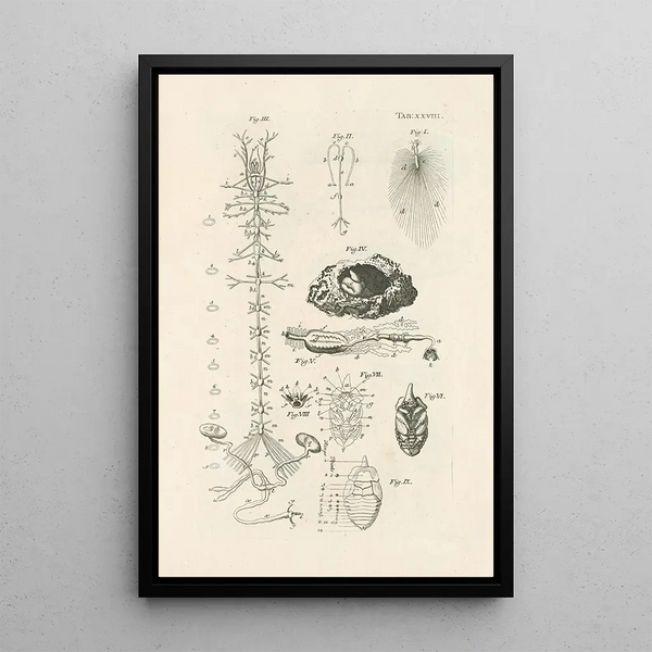 Jan Swammerdam - The book of nature or The history of insects Pl28.webp
