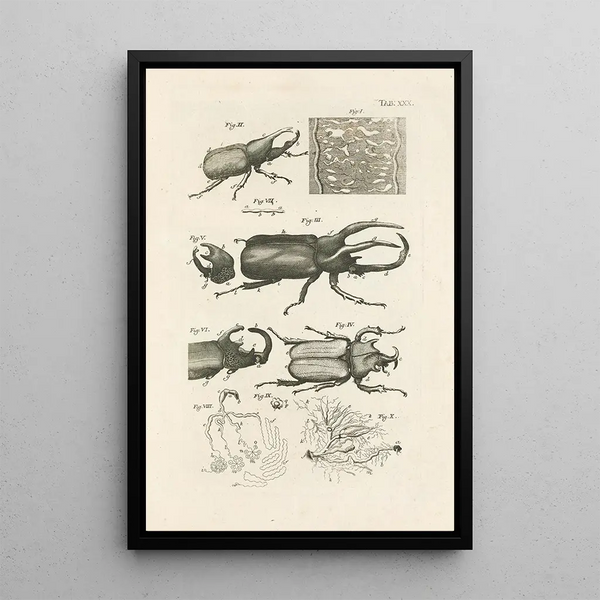 Jan Swammerdam - The book of nature or The history of insects Pl30.webp