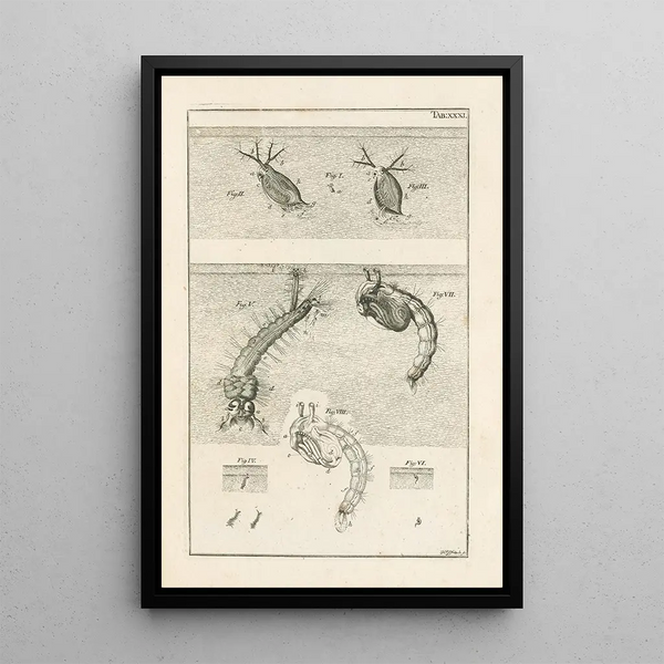 Jan Swammerdam - The book of nature or The history of insects Pl31.webp