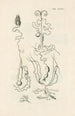 Il libro della natura o L'histoire des insectes Pl36 - Jan Swammerdam — vista dell’opera