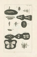 Il libro della natura o L'histoire des insectes Pl37 - Jan Swammerdam — vista dell’opera