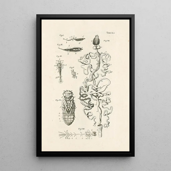 Jan Swammerdam - The book of nature or The history of insects Pl41.webp