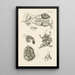 Il libro della natura o L'histoire des insectes Pl47 - Jan Swammerdam — quadro incorniciato alla parete