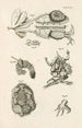 Il libro della natura o L'histoire des insectes Pl47 - Jan Swammerdam — vista dell’opera