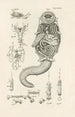 Il libro della natura o L'histoire des insectes Pl49 - Jan Swammerdam — vista dell’opera