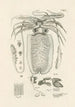 Le livre de la nature ou L'histoire des insectes Pl50 - Jan Swammerdam — vista dell’opera
