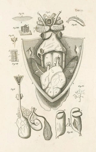 Jan Swammerdam - The book of nature or The history of insects Pl51.webp