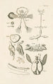 Le livre de la nature ou L'histoire des insectes Pl52 - Jan Swammerdam — vista dell’opera