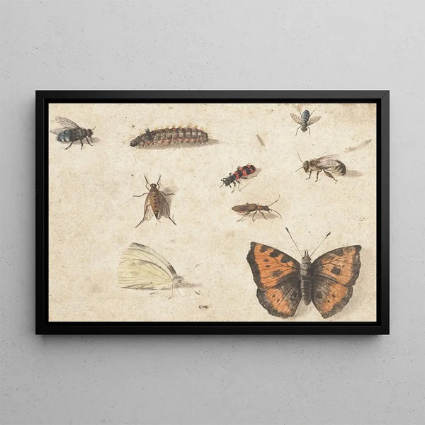 Jan Van Kessel The Elder - Sheet of Studies of Nine Insects.webp