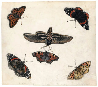 Studi di cinque farfalle e di una sfinge - Jan van Kessel il Vecchio — vista dell’opera