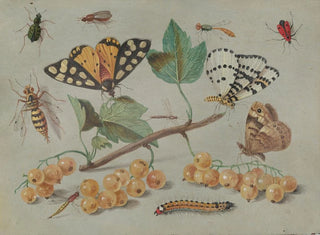 Jan Van Kessel The Elder - Study of Butterfly and Insects.webp
