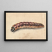 Una larva - Jan Vincentsz van der Vinne — quadro incorniciato alla parete