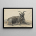 Bouquetin noir couché - Jan van Ravenswaay — quadro incorniciato alla parete