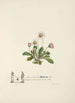 Marguerites - Jane Elizabeth Giraud — vista dell’opera