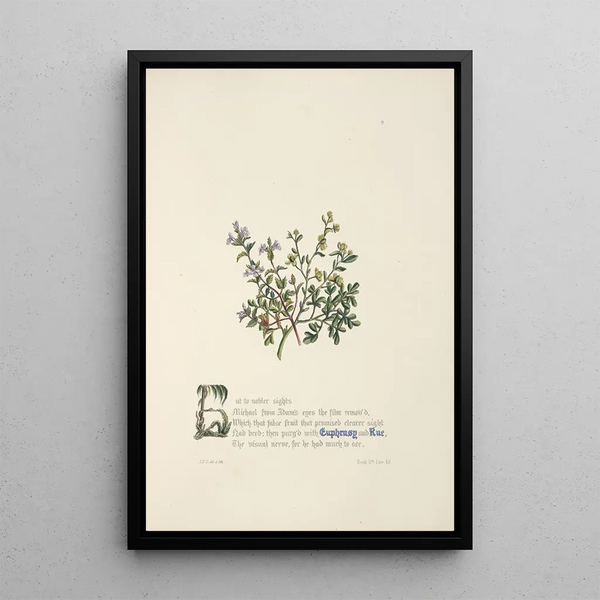 Jane Elizabeth Giraud - Euphrasy and rue.webp