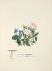 Viole e rose - Jane Elizabeth Giraud — vista dell’opera