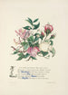 Chèvrefeuille lierre roses et myrte - Jane Elizabeth Giraud — vista dell’opera